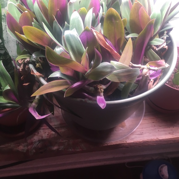 Meet your Posher, Trevor - Picture 5 of 6